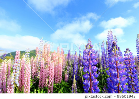 New Zealand_ Lake Tekapo 259 New Zealand_ Lake Tekapo 259 99601942