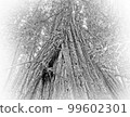 The Giant red Cedar trees at Redwoods National Park 99602301