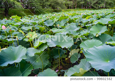 弘前城、弘前公園、荷花池(青森縣弘前市) 弘前城、弘前公園、荷花池(青森縣弘前市) 99602382