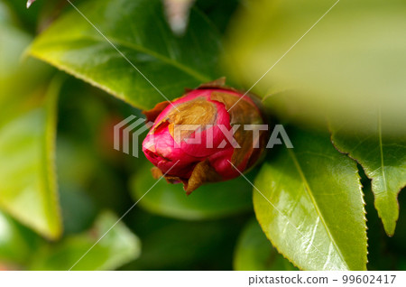 Snow camellia buds 99602417