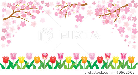 cherry blossoms and tulips pink background illustration cherry blossoms and tulips pink background illustration 99602503