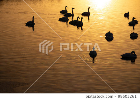 早晨的天鵝第 5 部分 99603261