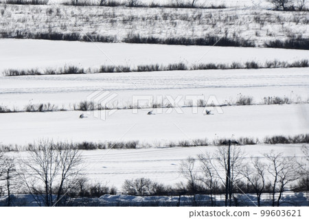 A red-crowned crane parent and child fly over snow-covered farmland in Tsurui Village, Hokkaido A red-crowned crane parent and child fly over snow-covered farmland in Tsurui Village, Hokkaido 99603621