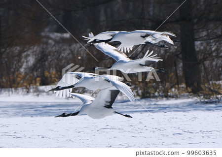 Red-crowned cranes flying over snowy fields Red-crowned cranes flying over snowy fields 99603635