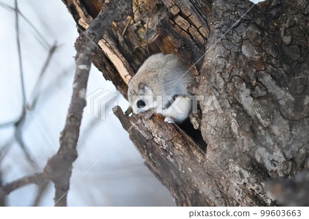 Ezo momonga to put out a face from a burrow 99603663