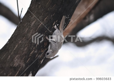 Ezo flying squirrel descending the trunk 99603683
