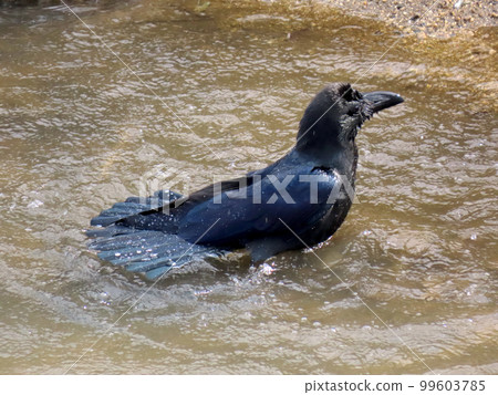 一隻烏鴉用水沖洗它的尾羽 一隻烏鴉用水沖洗它的尾羽 99603785