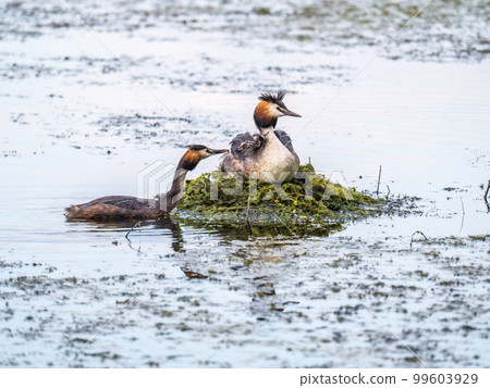 A pair of water birds, Great Crested Grebe, feeding chick at nest. A pair of water birds, Great Crested Grebe, feeding chick at nest. 99603929