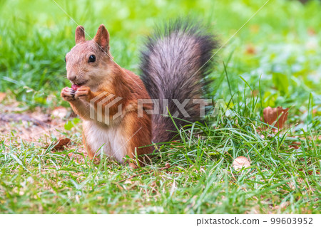 Autumn squirrel with nut sits on green grass with fallen yellow leaves 99603952