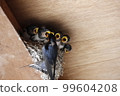 Swallow parenting 99604208