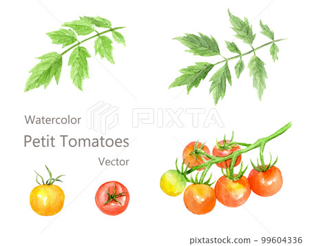 Mini tomato watercolor illustration set 99604336