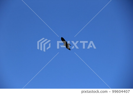 Kite / Gliding in a clear sky with no clouds 99604407