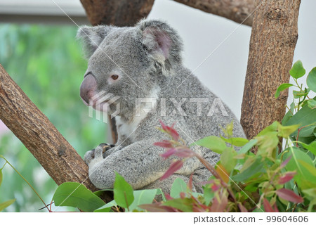平川動物園的考拉 99604606