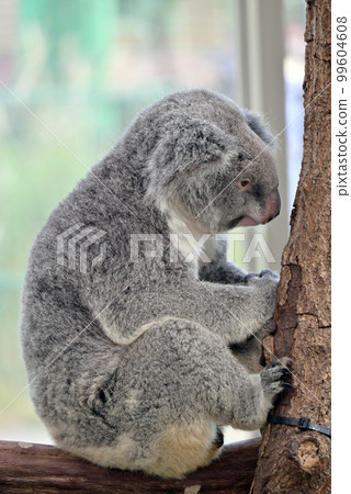 Koala at Hirakawa Zoo Koala at Hirakawa Zoo 99604608