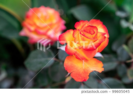 Red and Yellow Rose and Rosebuds in Garden, Close Up, Selective Focus. Rose blooms on a background of green leaves. Summer flower. Natural background. 99605045