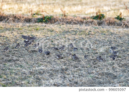 A flock of starlings in a rice field A flock of starlings in a rice field 99605097