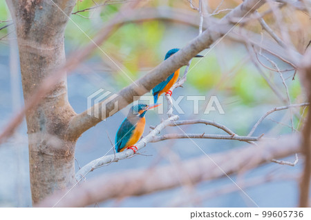 Two kingfishers high quality wild birds landscape material 99605736