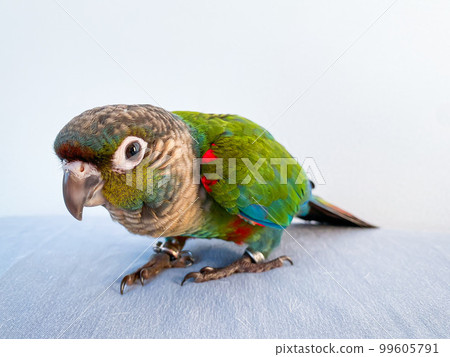 Crimson bellied conure parrot in the bedroom Crimson bellied conure parrot in the bedroom 99605791