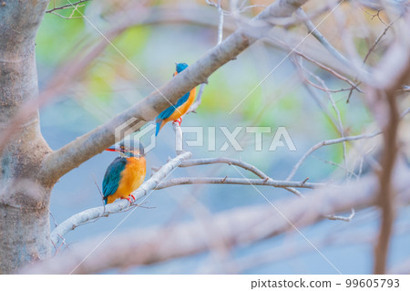 翠鳥玉兩件優質特寫素材 翠鳥玉兩件優質特寫素材 99605793