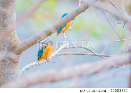 Kingfisher jade two high quality close-up material 99605881