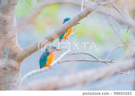 Kingfisher jade two high quality close-up material 99605883