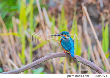 翠鳥特寫優質野生鳥類景觀素材 99605971