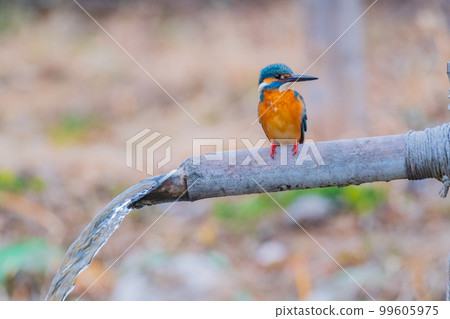翠鳥特寫優質野生鳥類景觀素材 翠鳥特寫優質野生鳥類景觀素材 99605975