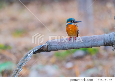 翠鳥特寫優質野生鳥類景觀素材 翠鳥特寫優質野生鳥類景觀素材 99605976