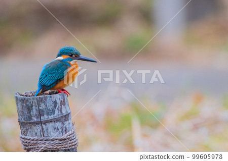 翠鳥特寫優質野生鳥類景觀素材 翠鳥特寫優質野生鳥類景觀素材 99605978