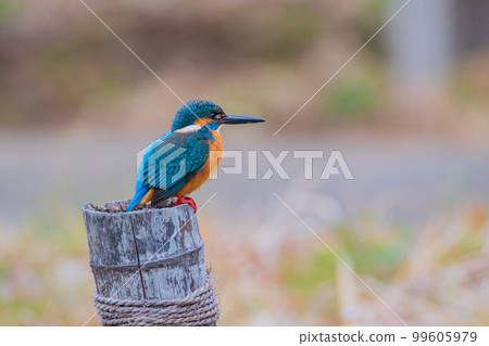 翠鳥特寫優質野生鳥類景觀素材 翠鳥特寫優質野生鳥類景觀素材 99605979