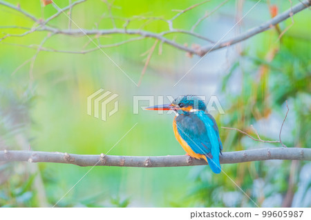 翠鳥特寫優質野生鳥類景觀素材 99605987