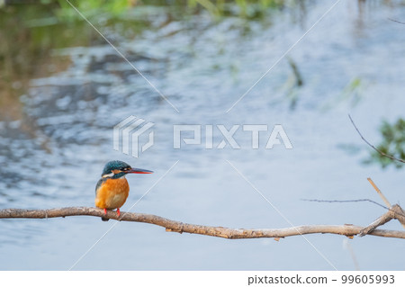 Kingfisher close-up high quality wild bird landscape material Kingfisher close-up high quality wild bird landscape material 99605993