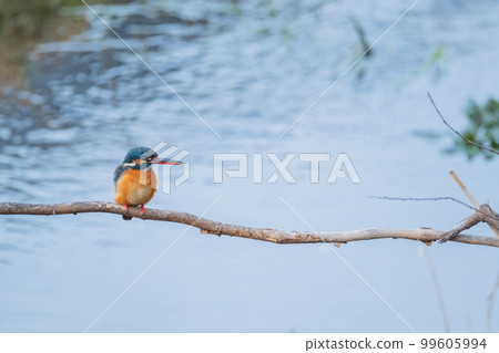 Kingfisher close-up high quality wild bird landscape material 99605994