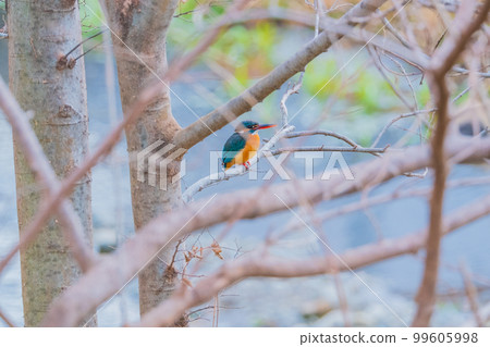 Kingfisher close-up high quality wild bird landscape material Kingfisher close-up high quality wild bird landscape material 99605998