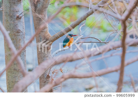 Kingfisher close-up high quality wild bird landscape material Kingfisher close-up high quality wild bird landscape material 99605999