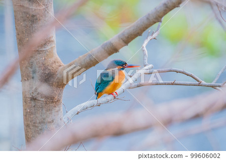 翠鳥特寫優質野生鳥類景觀素材 99606002