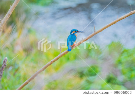 Kingfisher close-up high quality wild bird landscape material Kingfisher close-up high quality wild bird landscape material 99606003