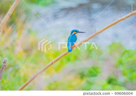 Kingfisher close-up high quality wild bird landscape material Kingfisher close-up high quality wild bird landscape material 99606004