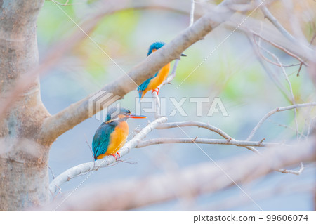 Kingfisher jade couple two high-quality close-up material Kingfisher jade couple two high-quality close-up material 99606074