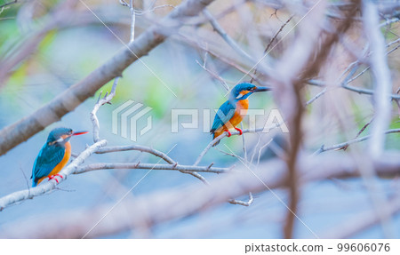 Kingfisher jade couple two high-quality close-up material 99606076