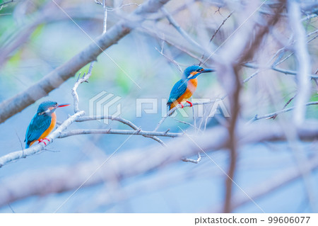 Kingfisher jade couple two high-quality close-up material 99606077