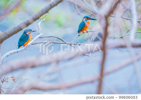 Kingfisher jade couple two high-quality close-up material 99606083