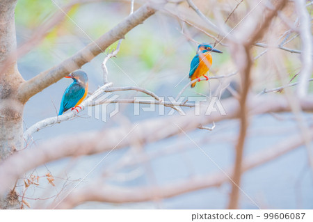 Kingfisher jade couple two high-quality close-up material Kingfisher jade couple two high-quality close-up material 99606087