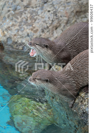 Kotsumekawauso 99606437