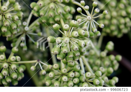 The young fruit of the jackpot 99606723