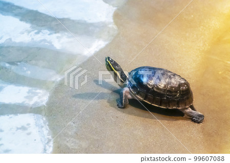 從水里出來的小烏龜 99607088
