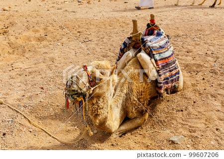 Close up view of one camel laying down on the hot send. 99607206
