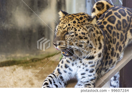 Profile of leopard Profile of leopard 99607284