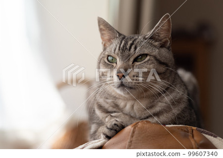凝視的貓，Sabatra貓 99607340