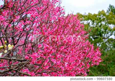 Sone Tenmangu Ume Sone Tenmangu Ume 99607380